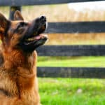 5 Questions You Should Ask Your Breeder