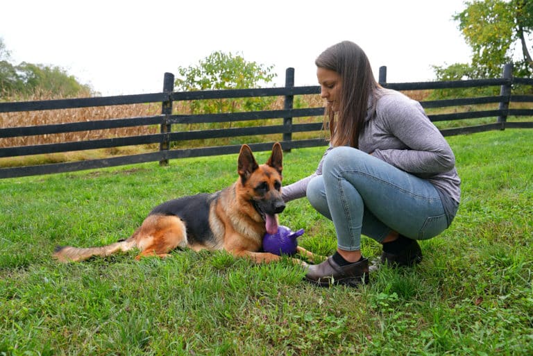 can-german-shepherds-be-good-family-dogs-golden-ridge