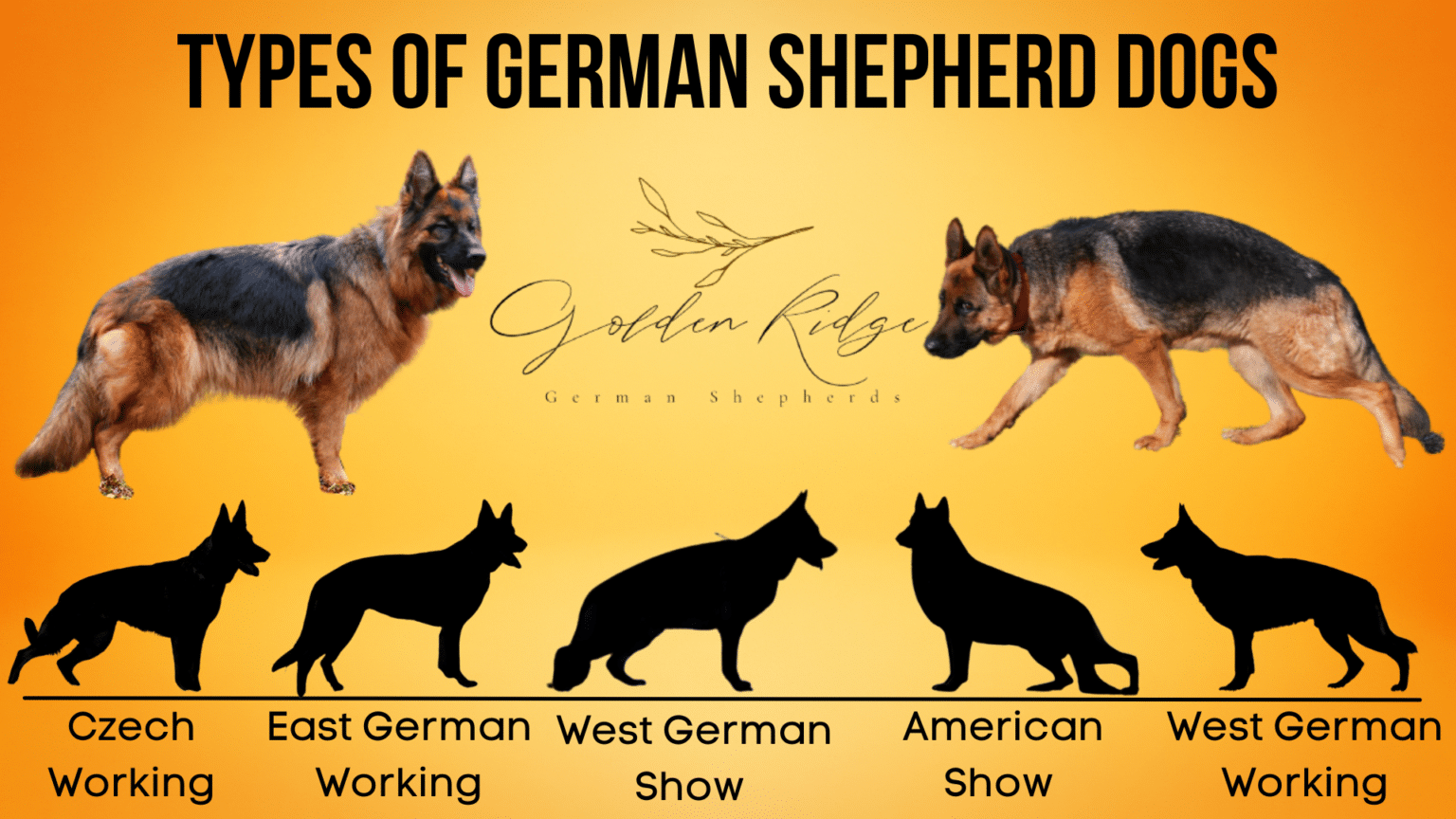 golden ridge farm german shepherds