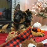 Mini male germen shepherd puppies1