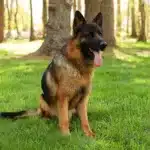 German,Shepherd dog