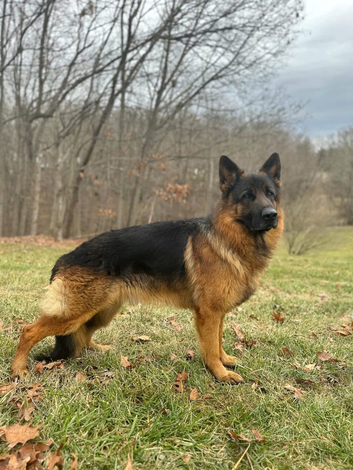 Male German Shepherds Golden Ridge