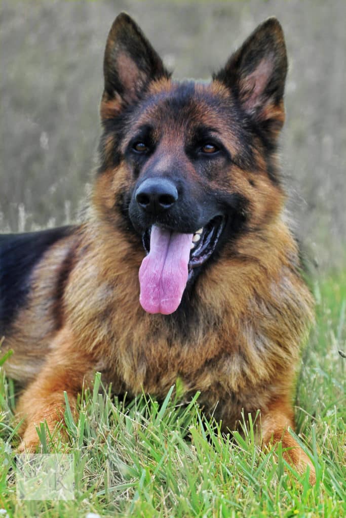 Golden Ridge Farm German Shepherd's Sire ~ V6 Yupp vom Ganzkower Schloß ...