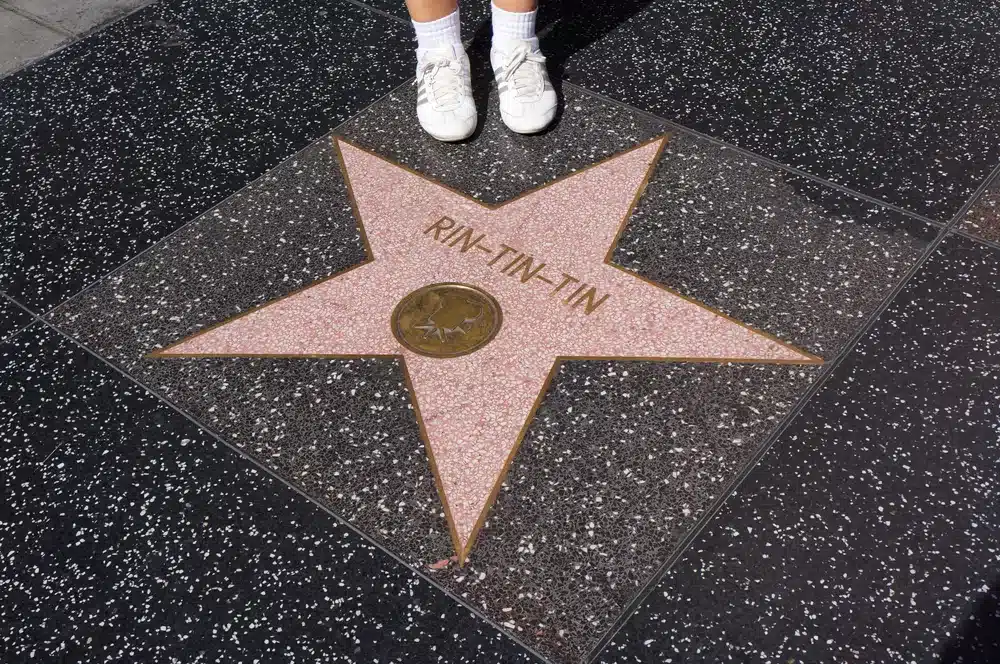 Hollywood,,Los,Angeles/usa,-,June,2014.,Tourist,On,Rin-tin-tin,Star