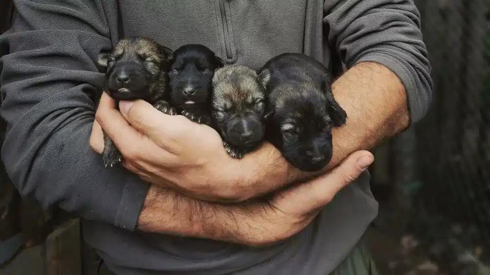 Man,Holding,German,Shepherd,Puppies,In,His,Arms