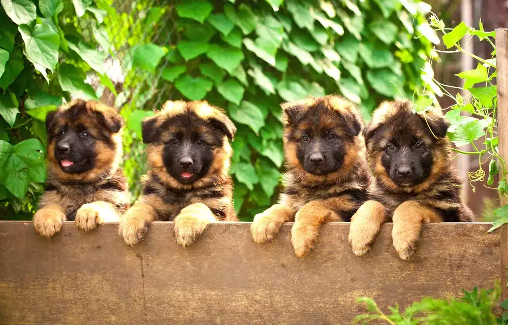 Group,Of,Four,German,Shepherd,Puppies,In,The,Yard