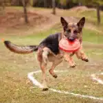 Fun Games You Can Play With Your German Shepherd
