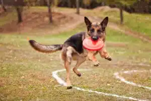 german shepherd playing with a disc