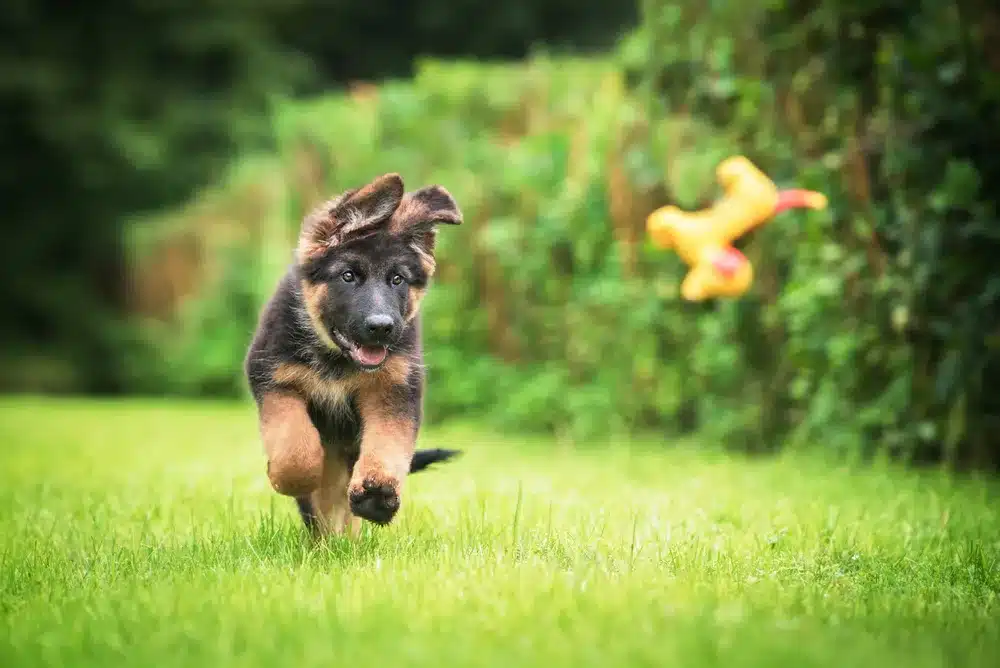 Happy,German,Shepherd,Puppy,Playing,With,A,Toy