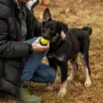 How Often Do German Shepherd Puppies Need to Play?