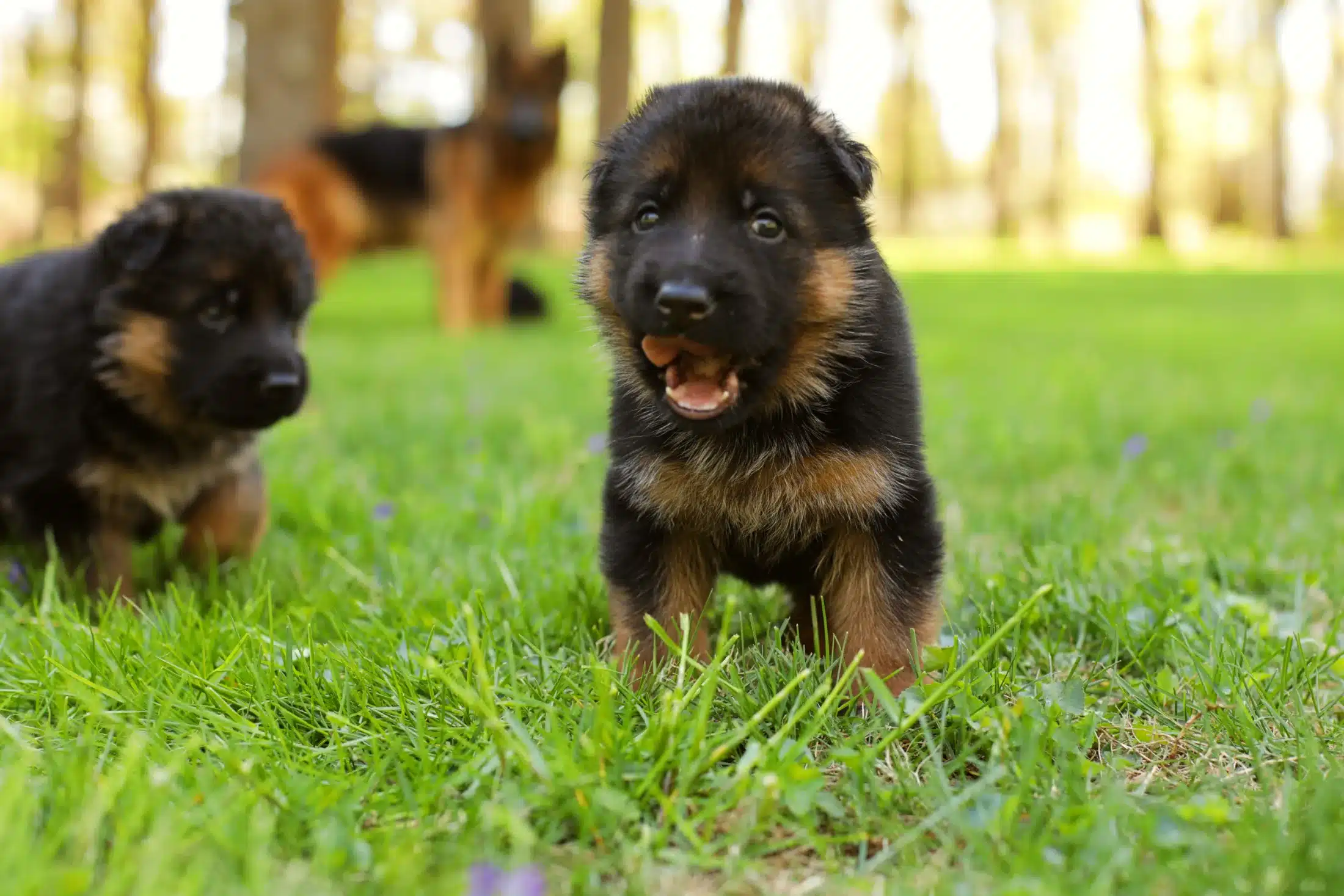 2 Mini Black germen shepherd puppies