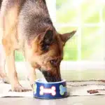 How to Craft a Healthy Diet for Your German Shepherd