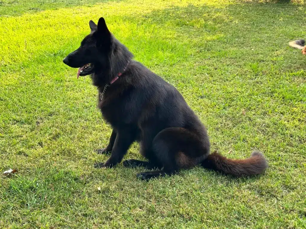 Unique Qualities of Black German shepherd Puppies