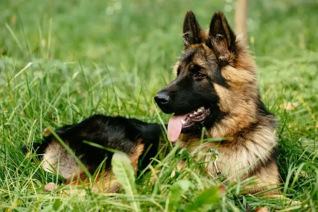 German Shepherd Dog Intelligence