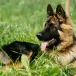 Tips for Interpreting the Results of the Wesen Test in German Shepherd Dogs