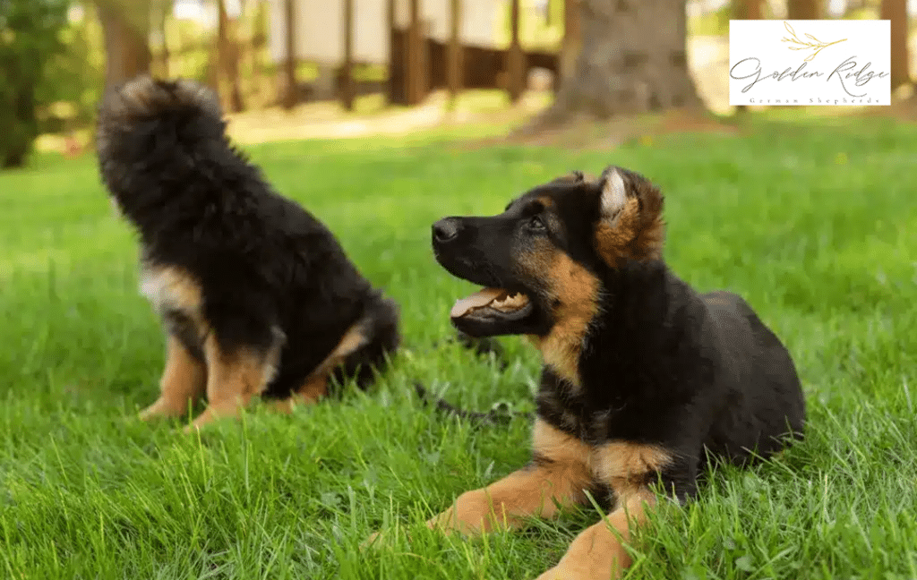 4 Factors That Determine the Cost of Owning a Black German shepherd