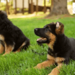 4 Factors That Determine the Cost of Owning a Black German shepherd