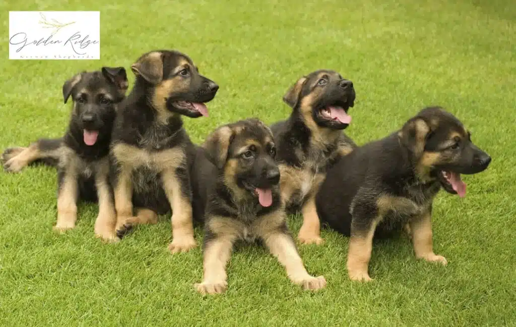 What-Are-the-Characteristics-of-a-Healthy-German-Shepherd-Puppy