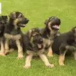 What Are the Characteristics of a Healthy German Shepherd Puppy?