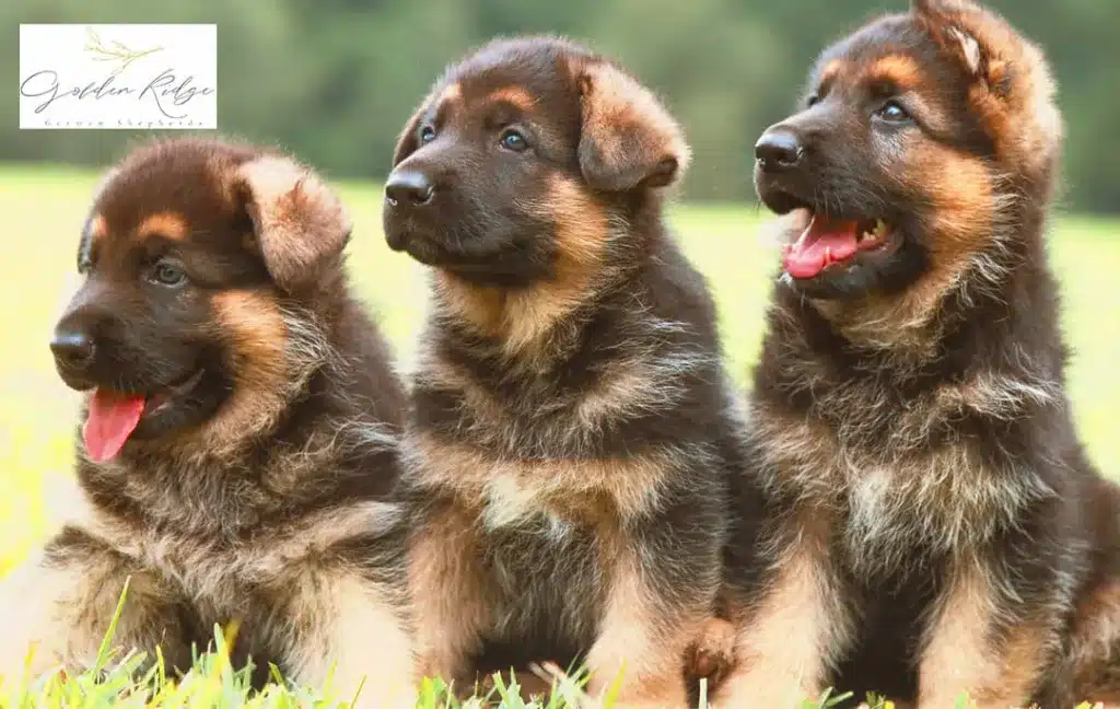 What-Are-the-Costs-Involved-in-Owning-a-German-shepherd-Puppy