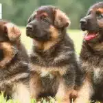 Unveiling the Journey: German Shepherd Male Puppies at 8-12 Weeks