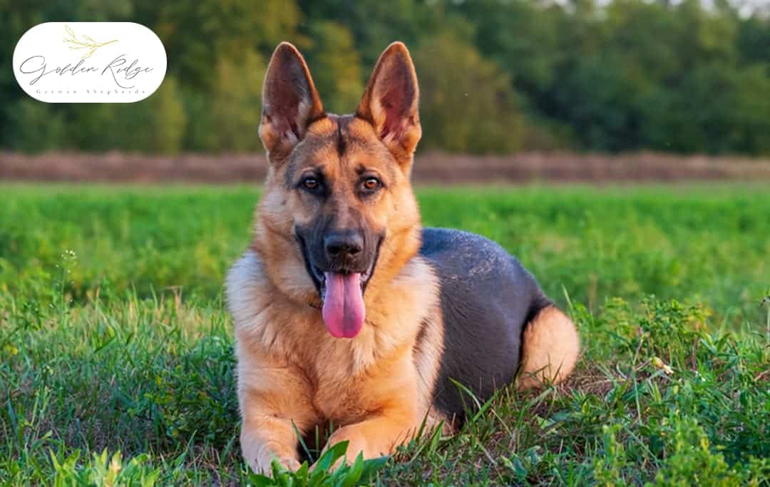 Best-German-Shepherd-Dog-Breeders-in-Maryland (1)