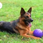What Age is best to welcome a German shepherd into Your Home?