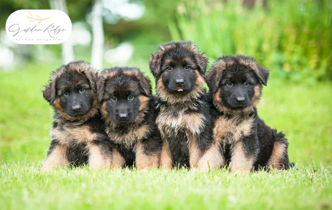 What Unique Traits Make German Shepherds the Best Dogs on the Planet?