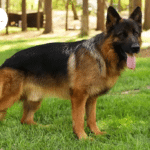 Thinking About a German Shepherd? Why Choose Us as Your Breeder?