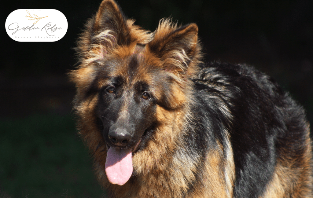 Why Are Long-Haired German Shepherd Puppies All the Rage Right Now