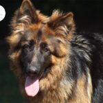 Eager to Meet Your New German Shepherd? Find Out What Makes Us Stand Out!