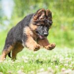 Bringing a German Shepherd puppy into your home is 1 thrilling and 2 rewarding experience.