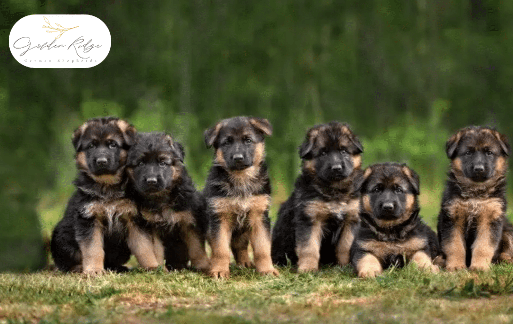 Why German Shepherd Puppies from Golden Ridge Farms Make the Best Family Pets