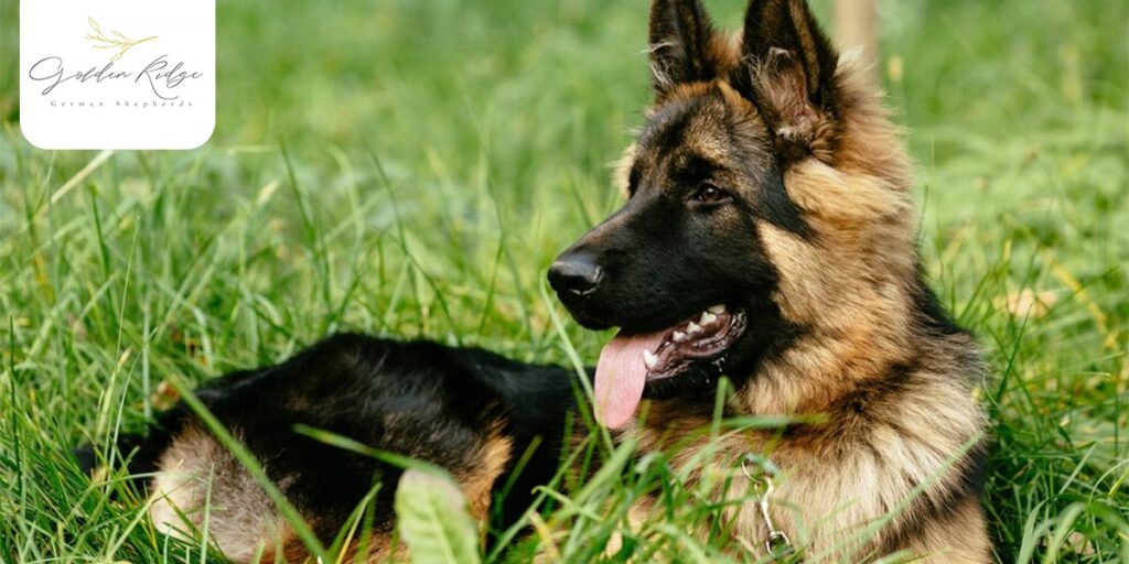 Can a West German Show Line German Shepherd Be a Good Guard Dog Too?