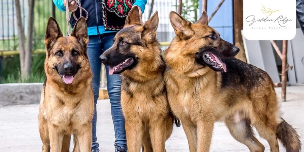 What’s It Like Getting a German Shepherd from a Family-Focused Breeder?
